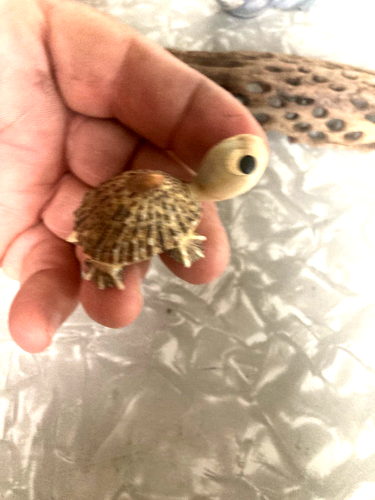 TURTLES HAND MAD FROM SEA SHELLS PLUS SEA SHELLS - Picture 2 of 14