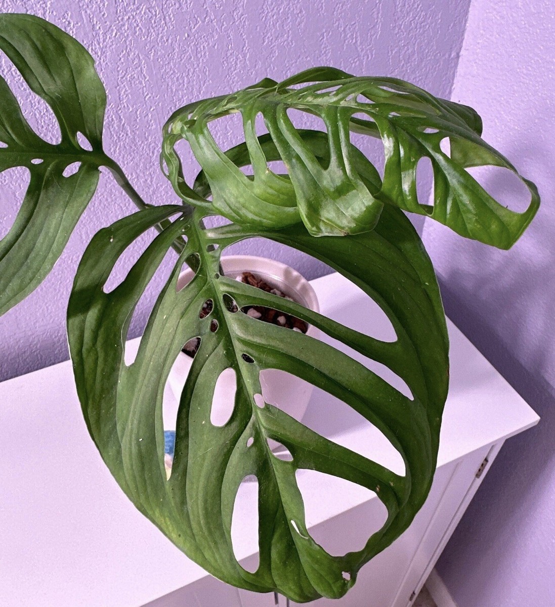 Monstera 'ESQUELETO' Three or more big Leaves | eBay