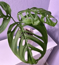 Monstera 'ESQUELETO' Three or more big Leaves