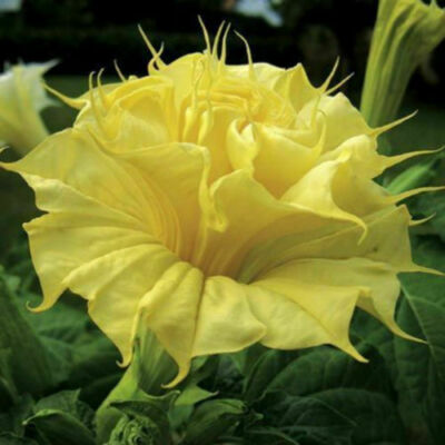 DATURA GOLDEN QUEEN DOUBLE, 15 Samen + GRATIS