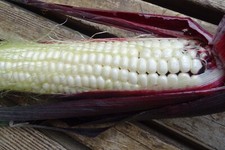 Martian Jewel - Succulent white corn in a brilliant maroon husk!