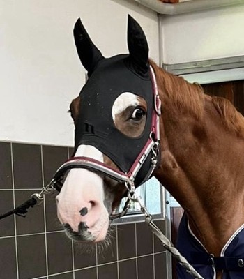 Back on Track Spirit Calming Maske mit Ohren Neuheit