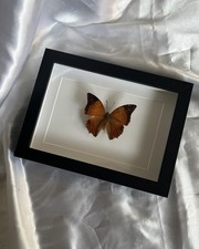 Echter Schmetterling Im Bilderrahmen Deko Entomologie Präparat