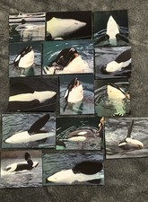 Orca Keiko Prints Collection Free Willy 1998 Lot