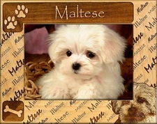 Maltese Laser Engraved Wood Picture Frame (8 x 10) 