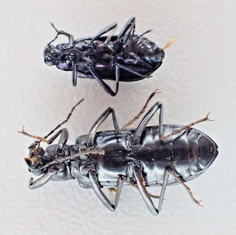 j24124. Insects, Tenebrionidae sp. Vietnam, Lai Chau | eBay