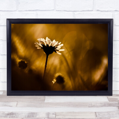 Blume Gänseblümchen Fackel Makro Hintergrundbeleuchtung Garten Bokeh Blumen Flora Wandkunstdruck