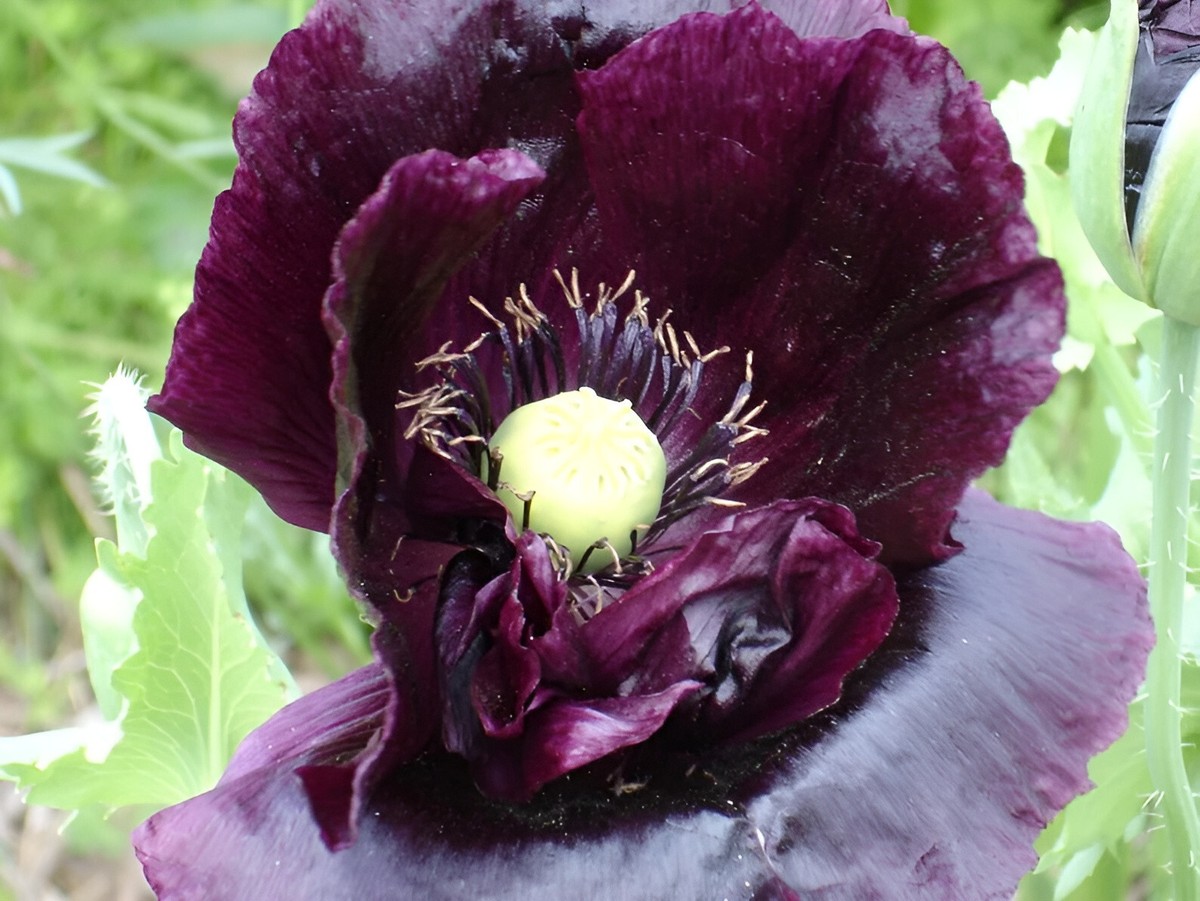 Dark Purple Poppies