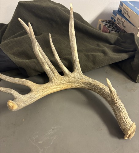 Deer Antler Shed  