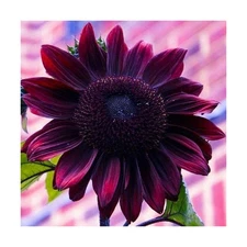 Sunflower Seeds for Planting – Plant & Grow Heirloom Chocolate Cherry Sunf