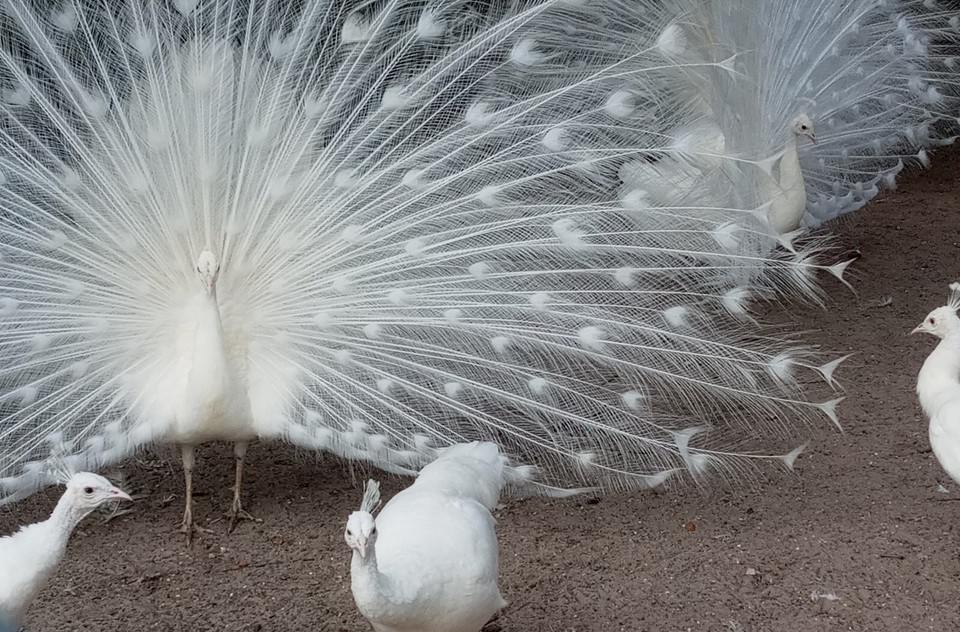 4+ PURE WHITE PEACOCK PEAFOWL EGGS FOR HATCHING Pre SaleREAD FULL