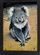 B4199 Australia Animals Koala NCV postcard