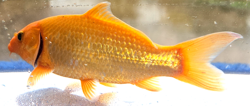 8" ORENJI OGON (red/orange) Live Koi Fish for Garden Pond, EFP, FREE SHIPPING