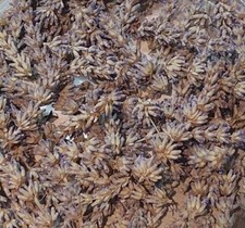 Fleurs de lavande bio séchées pour tisane