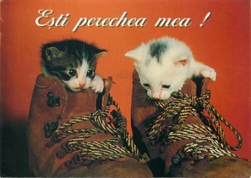 Animals Collection Collectable Non-Topographical Postcards