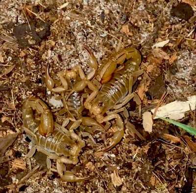 #ad 1 LIVE Captive Bred Sub Adult Stripe Tail Devil Scorpion 2 2 ½ Inches $25.00