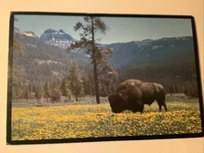 Bull Bison In Yellowstone National Park Postcard