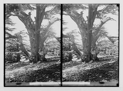 The cedars of Lebanon, Cedrus Libani Barr. Oldest of cedars of Lebanon