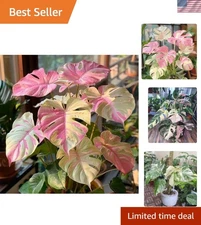 50-Pcs Mixed Monstera Seeds - Rare Tropical Foliage for Indoor & Outdoor Grace