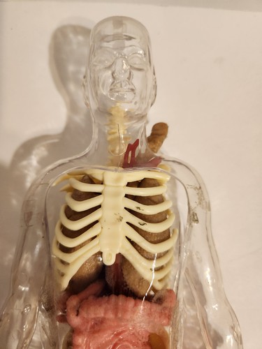 Human Body Educational Clear Plastic Anatomy Body Incomplete TA-17-406 - Picture 2 of 9