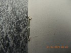 Picture 4 of 8