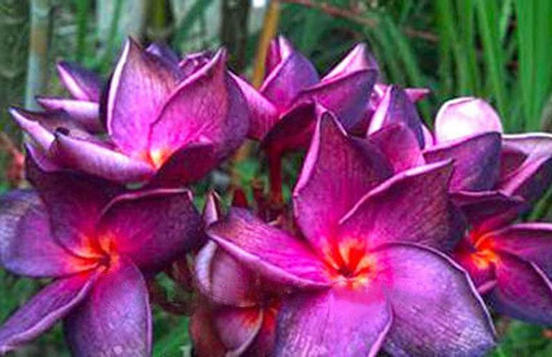 5 Bright Purple Pink Plumeria Seeds Plants Flower Flowers