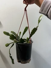 100% Guarantee German Empress Epiphyllum Rooted Orchid Cactus With New Growths