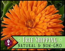 400+ Orange Calendula Seeds, Flower Gardening Plant Seed Packet, Non-GMO, USA
