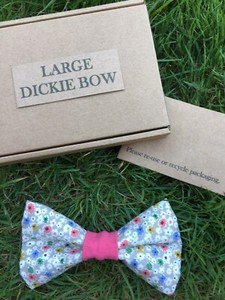 cat dickie bow