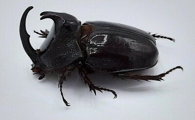 Dynastinae, Enema pan, male, Aa-, 41 mm, Colombia, #DS432