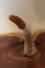 Custom Carved Morel Mushroom from a Whitetail Deer Antler Main Beam — photo 3
