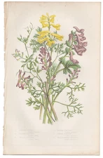 Antique 1860 Anne Pratt botanical print Flowering Plants 14 Yellow Fumitory