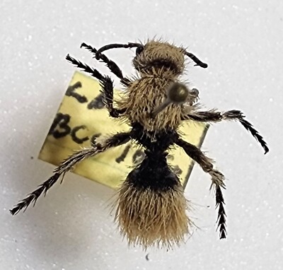 Mutillidae Dasymutilla connectens Mexico #4 Velvet Ant Insect Hymenoptera