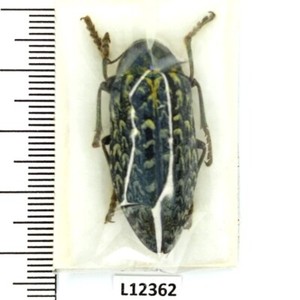 Julodis | eBay