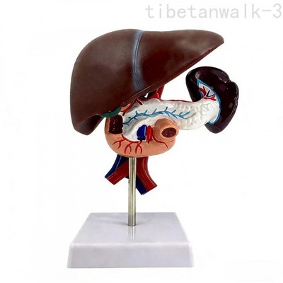 Anatomy Model of Liver, Spleen,Human Abdominal Visceral Digestive System