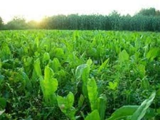 5lbs CHICORY FOOD PLOT SEED Perennial Deer Forage Highly Preferred by Deer 