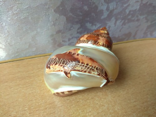 PEARL NAUTILUS SEA SHELL BEACH DECOR NAUTICAL TROPICAL REEF CORAL Dolphin - Picture 2 of 7
