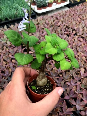 PLECTRANTHUS ERNSTII - 2 1/4" POT 'BONSAI MINT', 'BONSAI SPURFLOWER' | eBay