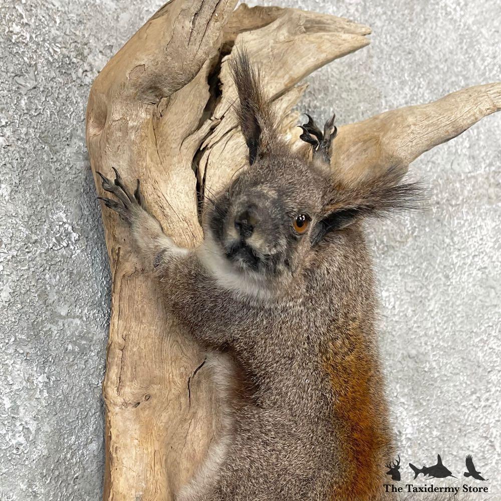 #24820 E | Abert's Squirrel Life-Size Taxidermy Mount For Sale | eBay