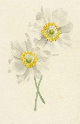 Weiße Anemone Blume Studie Aquarell Gemälde um 1882 Lilla S. Original