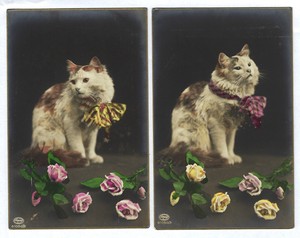2 X Ragdoll Cat Bi Color Long Haired Set Of 2 Old Real Photo