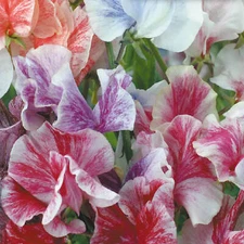 Streamer Mix Sweet Pea Seeds | Heirloom | Free Shipping | Flower Seeds | 1210