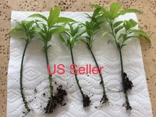 5-Cuttings Organic Clinacanthus Nutans Sabah Snake Grass Belalai Gajah Herbs 优盾草