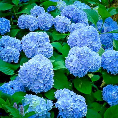 hydrangea macrophylla NIKKO BLUE  6 ROOTED CUTTIINGS 7¨ quality , leaves