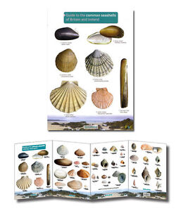 Seashell Identification Chart Uk