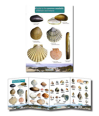 Shell Identification Chart