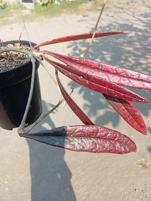 Real Picture Hoya Sulawesiana Red Rare Plant