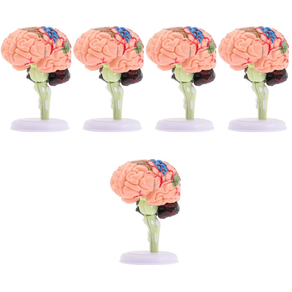 Set of 5 Gehirnmodell Menschlicher Körper Für Kinder Anatomiemodell Organe
