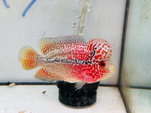 Big Head Dual Tone Kamfa F3 Flowerhorn PNPV 3 Inches - Picture 3 of 4