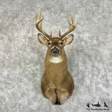 #31163 E | Whitetail Deer Taxidermy Shoulder Mount For Sale